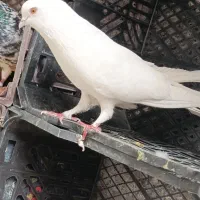 کفتر