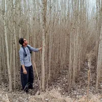 صنوبر 4 ساله|خدمات باغبانی و درختکاری|فیروزآباد (آذربایجان), |دیوار