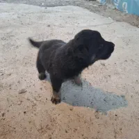 توله ژرمن|سگ|سنگر, |دیوار