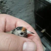 سهره وحشی جوجه نر