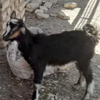 ًبزغاله مایه