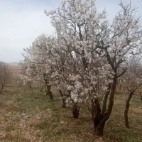 نیازبه ۶۰میلیون وام داریم