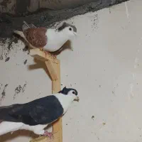 رنگه آس|پرنده|مشهد, رستگار|دیوار