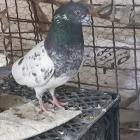 کفتر پاکستانی|پرنده|ایرانشهر, |دیوار