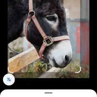 شیر الاغ خوراکی