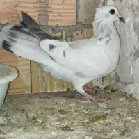 کفتر کبوتر شامی کاکلی کرمانی