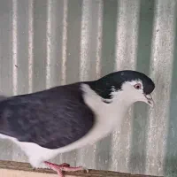 کبوتر چادری شصتی|پرنده|تهران, دولتخواه شمالی|دیوار