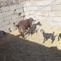 بز جمل زا درجه یک سه زه)هرسال جمل داره