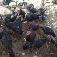 بوقلمون محلی