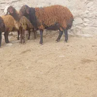 بره قوچی افشاری