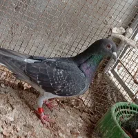 کبوتر پلاکی ماده 1000کیلومتر