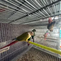 طوطی گرینچیک نر بالغ