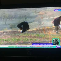 تلویزیون ۳۲ اینچ|تلویزیون و پروژکتور|گرگان, |دیوار