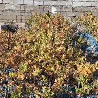 ریشه‌انگور‌سیاه‌ سردشت‌|عمده‌فروشی|وزینه, |دیوار