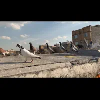 کبوتر شهرستانی|کلکسیون و سرگرمی|مشهد, محمدآباد|دیوار