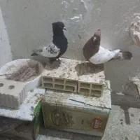 کبوتر|پرنده|فسا, |دیوار