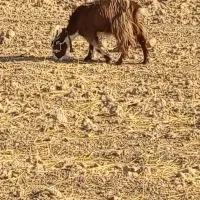 بز جوان