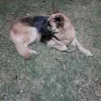 سگ ژرمن شپر