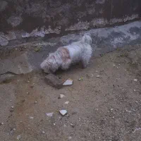 واگذاری شیتزو