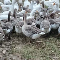 ۴۰ غاز سالم و گوشتی همراه با قو غاز