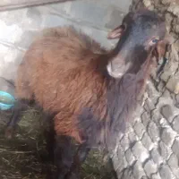 گوسفند نر جوان