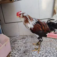 خروس جوان گلین چهل تاج
