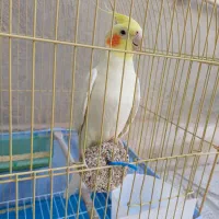 عروس هلندی|پرنده|سرپل ذهاب, |دیوار