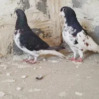 کفتر شهری|پرنده|شیراز, تل حسین‌آباد|دیوار