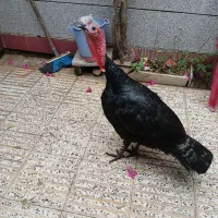 بوقلمو سالم بشرط