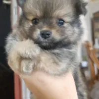 پامرچشم روباهی نر فروشی/لوکیشن عظیمیه|سگ|کرج, عظیمیه|دیوار