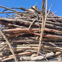 خریدچوب وهرس درختان|خدمات باغبانی و درختکاری|لنجان, |دیوار