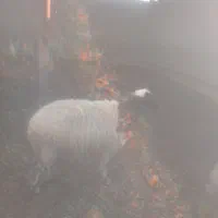 گوسفند میش|حیوانات مزرعه|رامهرمز, |دیوار