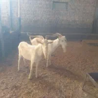 بز ،بزغاله نر سانن  برای نسل کشی|حیوانات مزرعه|رامند, |دیوار