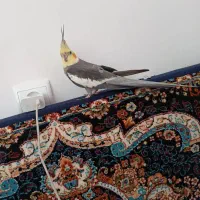 عروس هلندی ۱ ساله حرف زن تو توضیحات نوشتم
