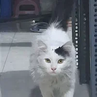 واگذاری گربه