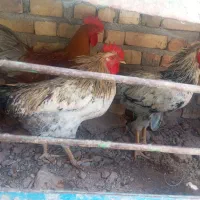 خروس|حیوانات مزرعه|بوژگان, |دیوار