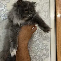 گربه پرشین اسکاتیش|گربه|زاهدان, |دیوار