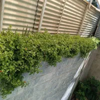 گل یخی|گل و گیاه طبیعی|مشهد, گاز|دیوار