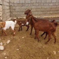 بز کهره دار|حیوانات مزرعه|کازرون, |دیوار