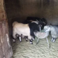 فروش ۸ راس کهره نر پرواری