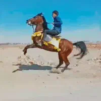 خرید و فروش اسب