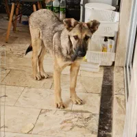 واگداری فوری سگ بومی|سگ|آمل, |دیوار