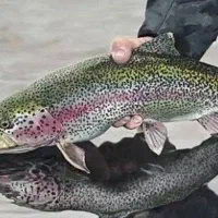 ماهی قزل‌آلا پرواری اسپانیایی تازه در نظرآباد