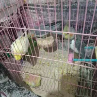 پرنده عروس هلندی