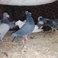 کفتر معاوضه با خرگوش. خروس فروش نقدی