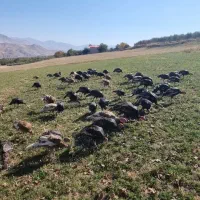 فروش بوقلمون و غاز