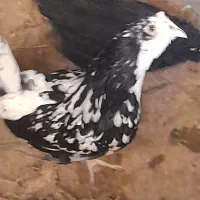 جوجه محلی گلین