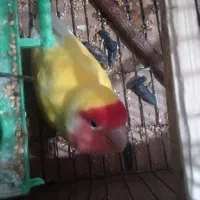 طوطی.برزلی.ماده..نر