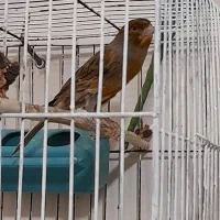 قناری نروماده|پرنده|تهران, افسریه جنوبی|دیوار