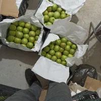 فروش سیب و گلابی|خوردنی و آشامیدنی|خواجه, |دیوار